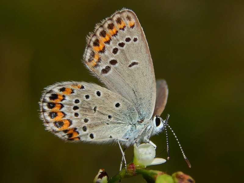 Plebejus argyrognomon